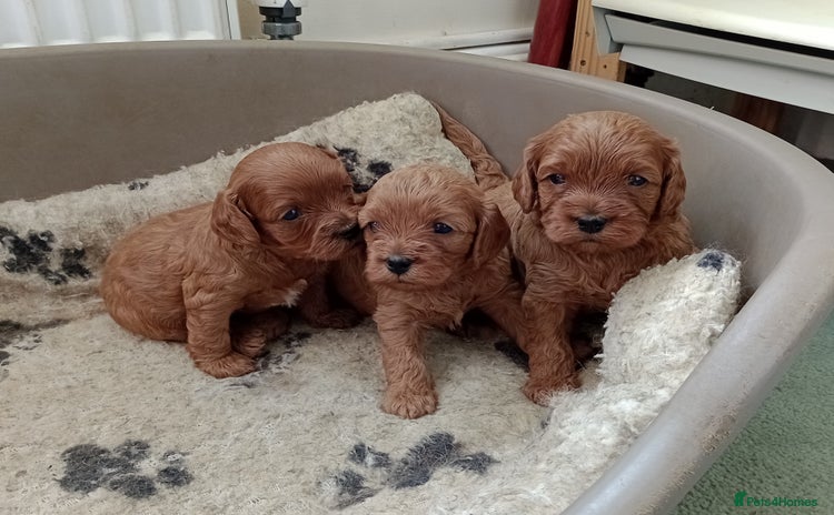 Cavapoo dogs - Advert 1