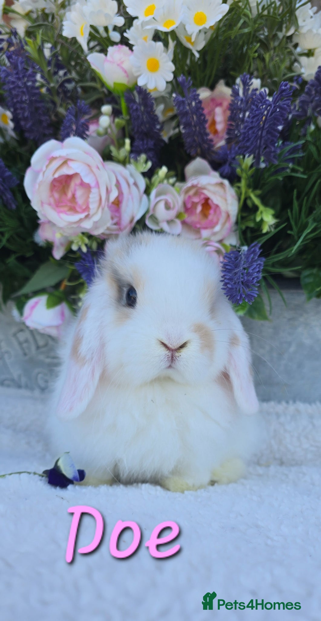 Mini Lop rabbits Beautiful quality mini lops - Advert 2