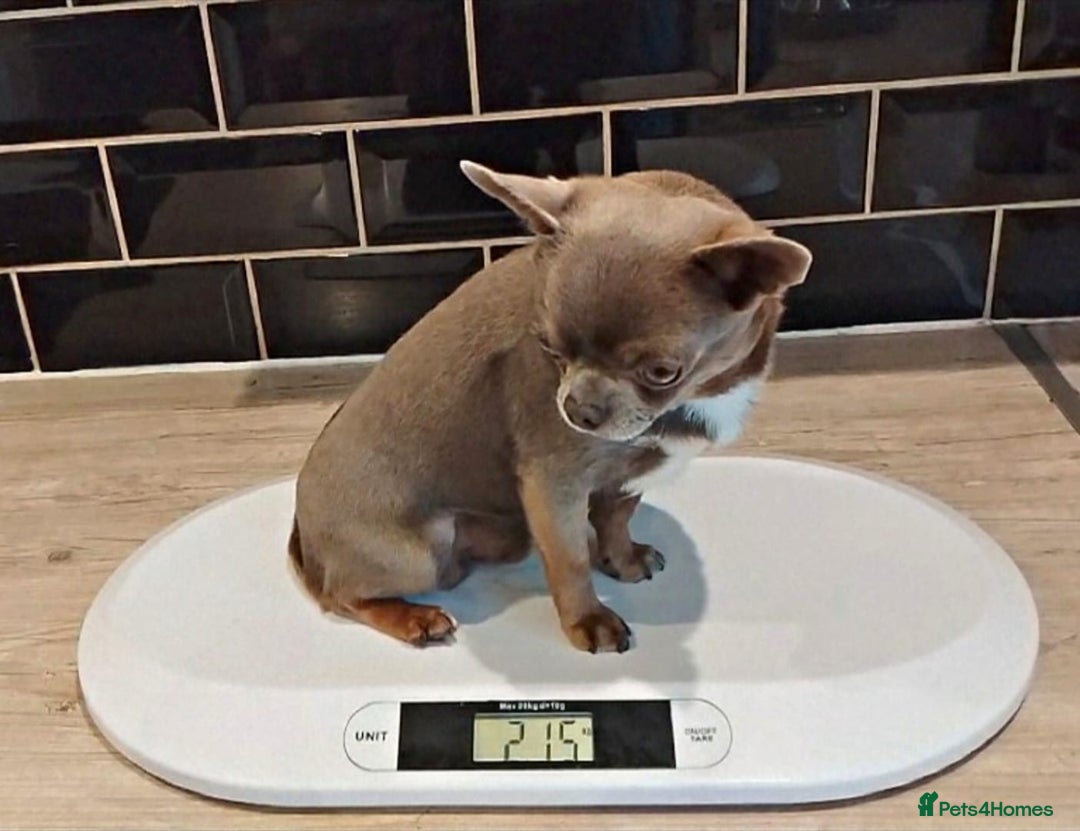 Chihuahua dogs for sale: Beautiful chihuahua Pups for sale  - Image 15