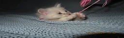 Siberian cats for sale: 🐾 Beautiful Siberian Kittens💙 - Advert 7