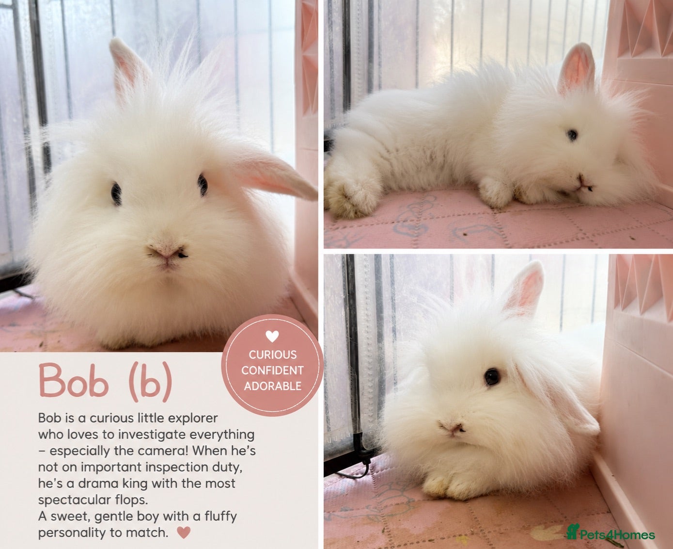 Lionhead rabbits Double Maned Lionheads Babies - Advert 1