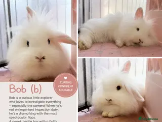 Lionhead rabbits Double Maned Lionheads Babies - Advert 1