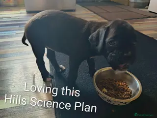 Boxer dogs ❤RARE BLACK BOXERS❤ - Advert 17