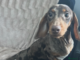 Miniature Dachshund dogs Gorgeous adorable lil boy 6 months old - Advert 2