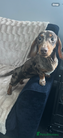 Miniature Dachshund dogs Gorgeous adorable lil boy 6 months old - Advert 16