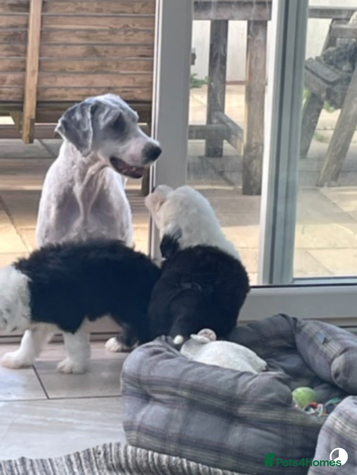 Old English Sheepdog dogs Two girls available  - Advert 1