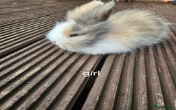 Lionhead rabbits for sale: Beautiful baby lion head bunnies  - Image 8