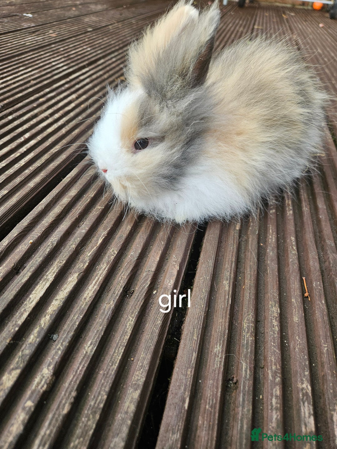 Lionhead rabbits for sale: Beautiful baby lion head bunnies  - Image 8