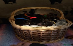 Dobermann dogs for sale: *Stunning Top/Best Bloodline Dobermanns For Sale* - Image 5