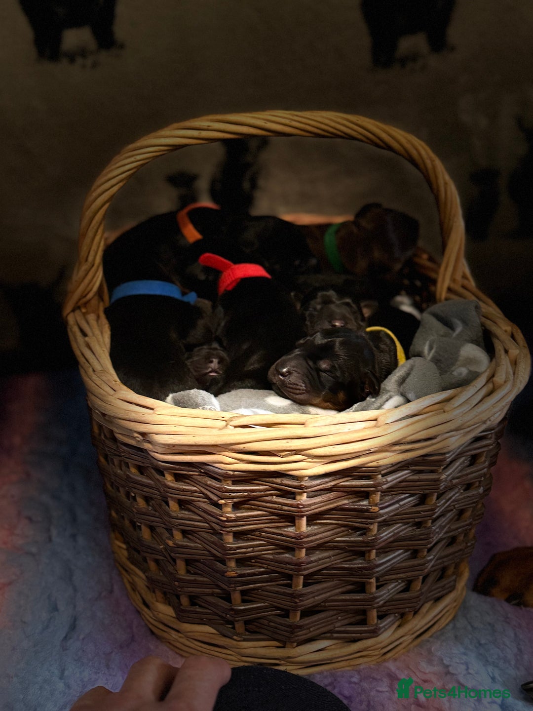 Dobermann dogs for sale: *Stunning Top/Best Bloodline Dobermanns For Sale* - Image 5