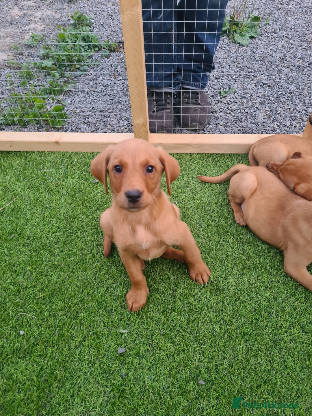 Labrador Retriever dogs for sale: KC Registered labradores ready to leave  - Image 29