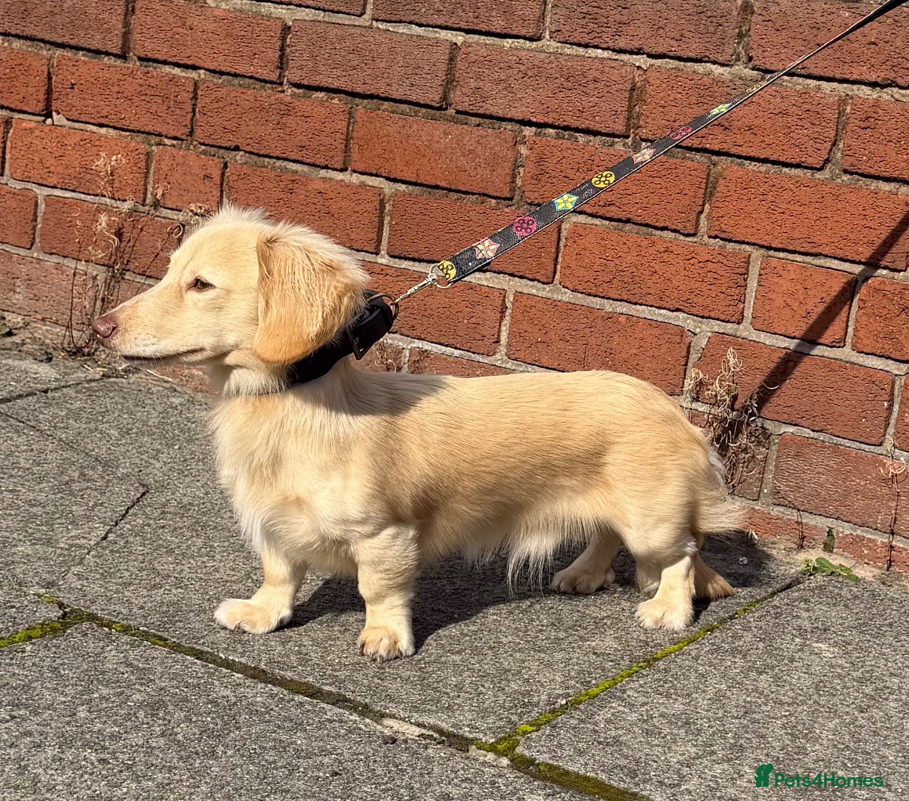 Miniature Dachshund dogs for stud: Woody choc based cream LH stud - Advert 22