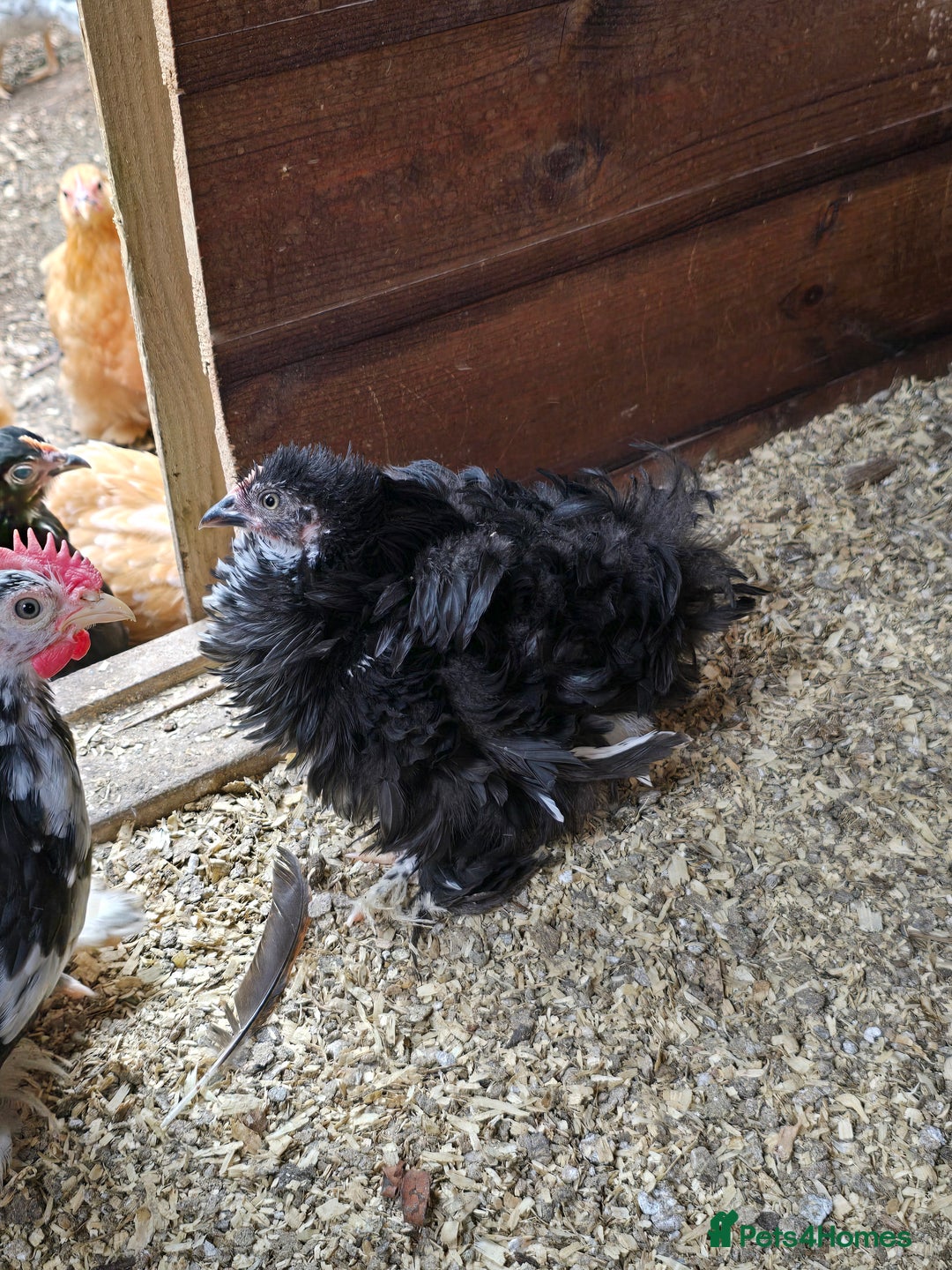 Chickens poultry for sale: Pekin Bantam pullet growers - Image 6
