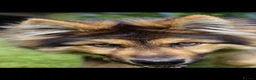 German Shepherd dogs for sale: KENBLOOM PRIMROSE RIPLEY KC health tested  - Advert 9