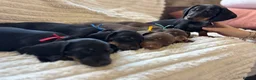 Miniature Dachshund dogs for sale: Beautiful litter of miniature dachshund pups - Advert 6