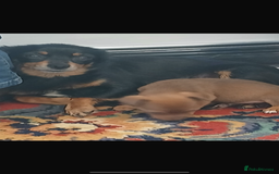 Jack Russell dogs for sale: 4. Beautiful Jack Russell. Pups - Image 14