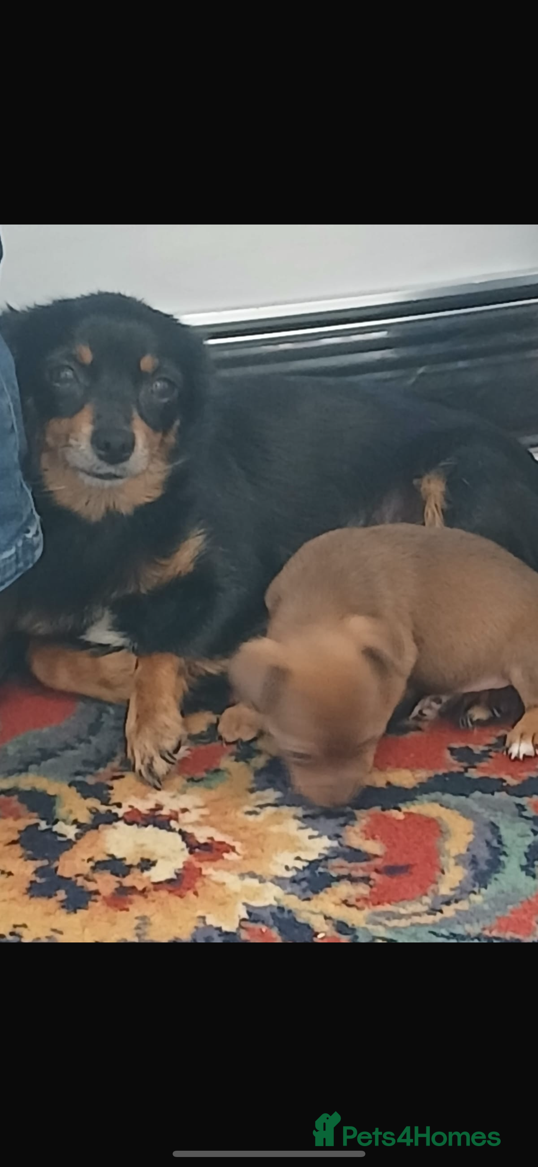 Jack Russell dogs for sale: 4. Beautiful Jack Russell. Pups - Image 14