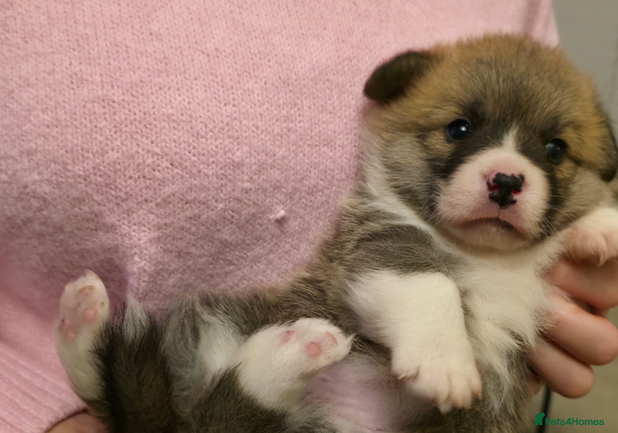 Welsh Corgi Pembroke dogs 2 Pembroke Corgi girls available - Advert 4