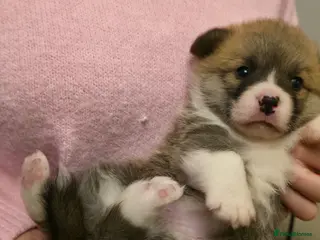 Welsh Corgi Pembroke dogs 2 Pembroke Corgi girls available - Advert 4