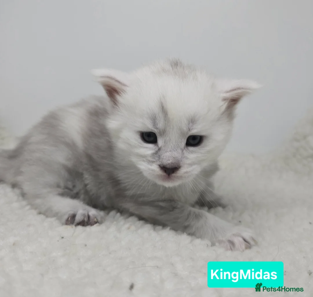 Maine Coon cats for sale: Rare Stunning Blue Shaded Maine Coon Kitten - Advert 9
