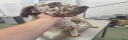 English Setter dogs for adoption: SETH! - Advert 5
