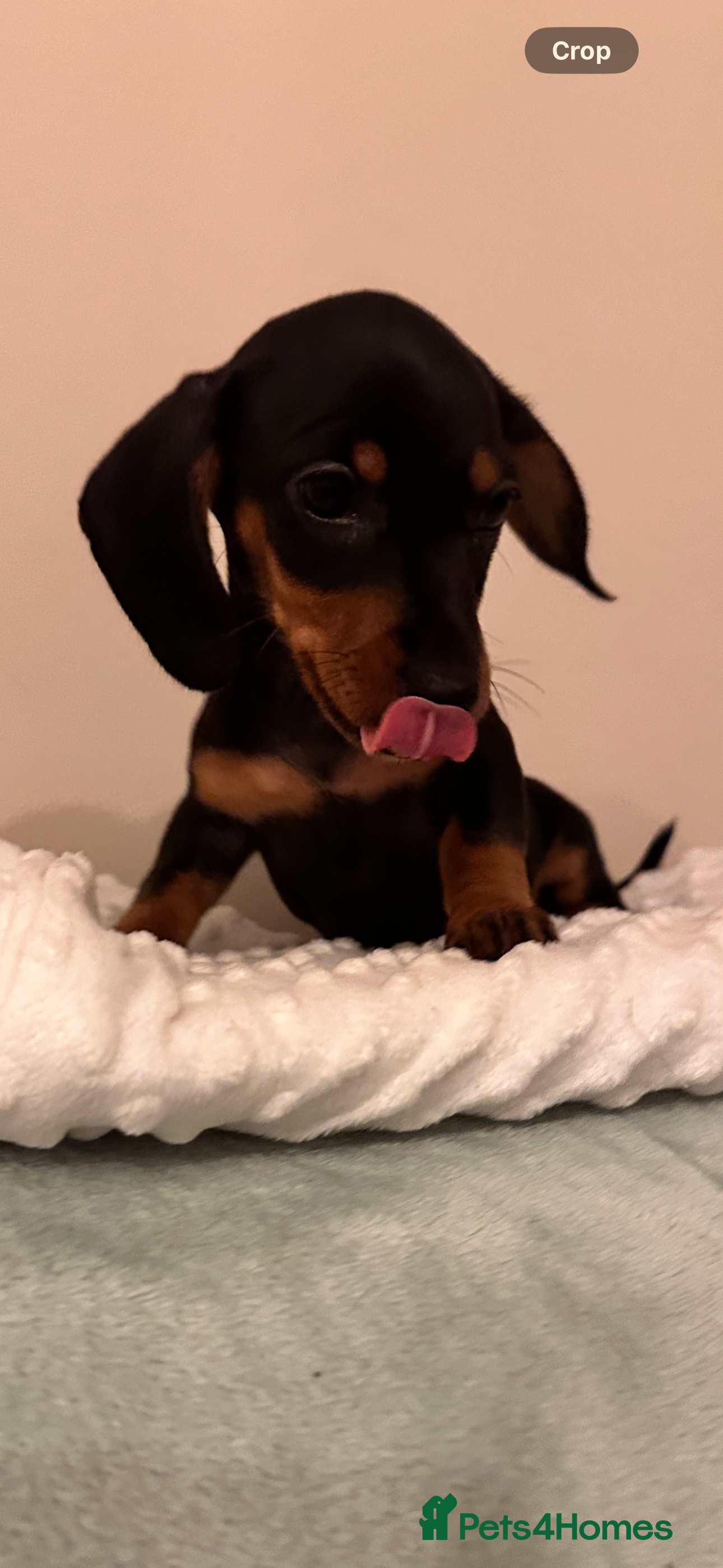 Miniature Dachshund dogs 🐾exceptional KC REGISTERED PRA clear ready now  - Advert 2