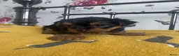 Yorkshire Terrier dogs for sale: 2 Stunning Minature Yorkshire terrier puppies 🩷💙 - Advert 23