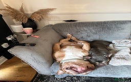 English Bulldog dogs for sale: Beautiful chunky English bulldog 3 yrs old  - Image 3