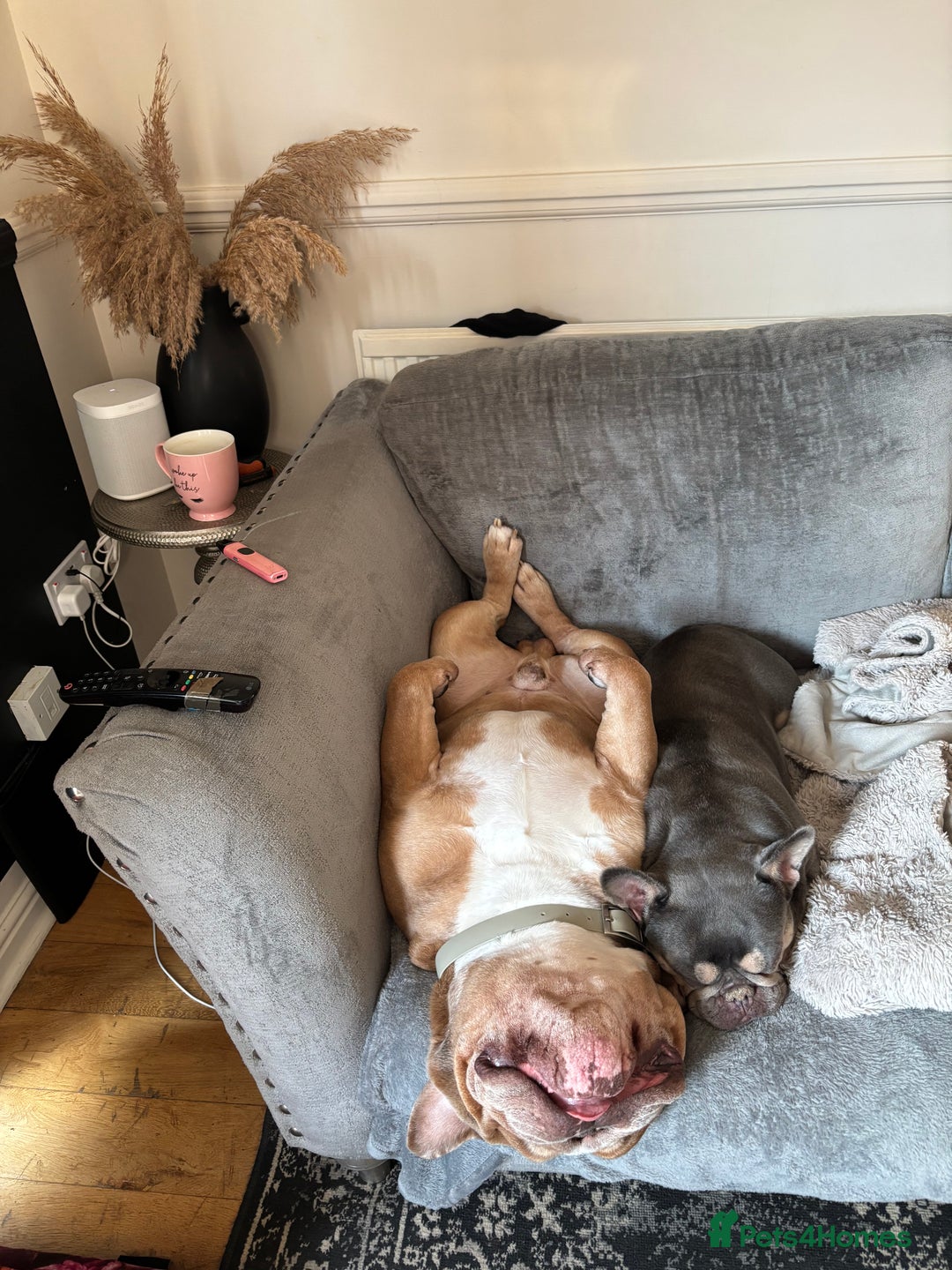 English Bulldog dogs for sale: Beautiful chunky English bulldog 3 yrs old  - Image 3
