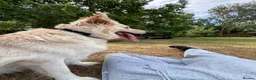German Shepherd dogs for sale: Apricot/Cream GSD FEMALE  - Advert 25
