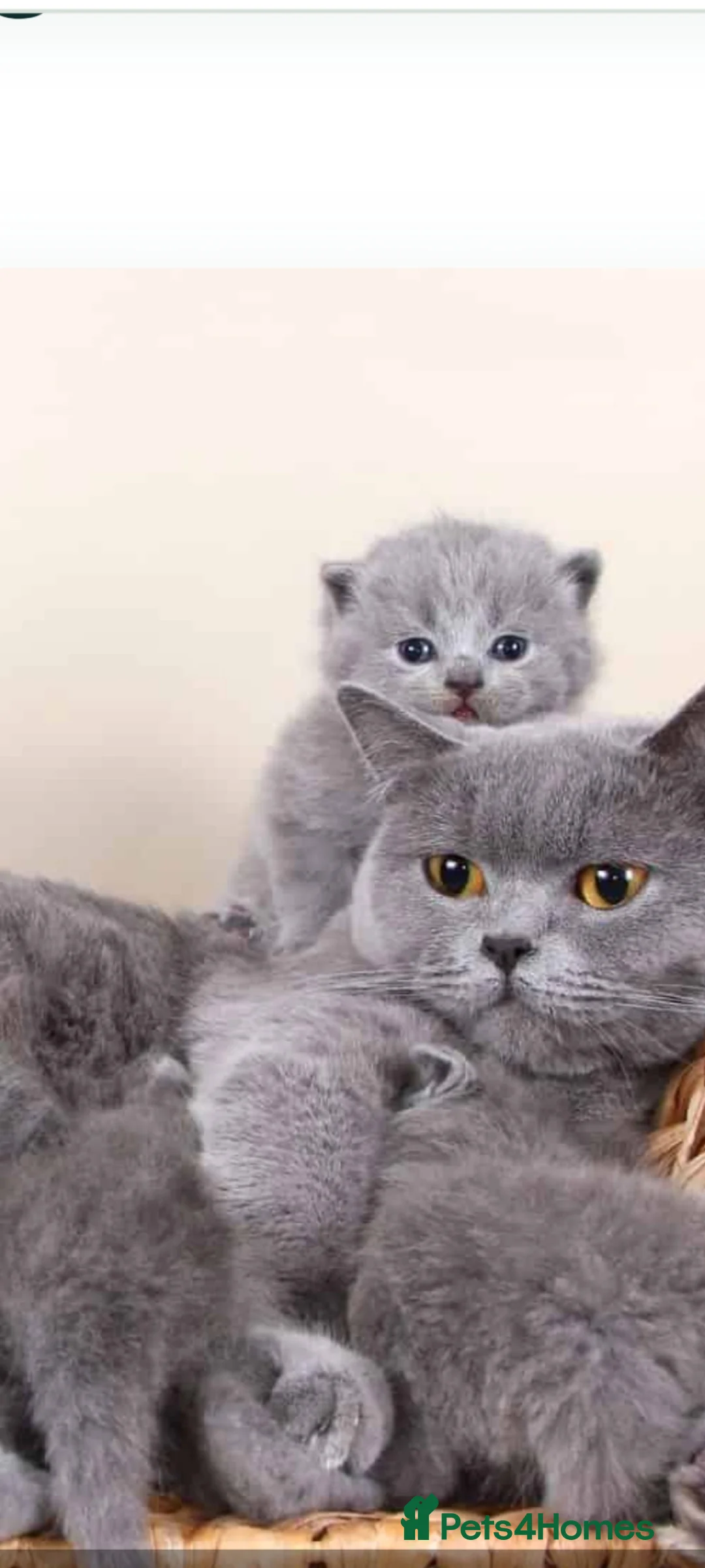 British Shorthair cats for sale: Full pedigree British shorthairs kitten's  - Advert 2