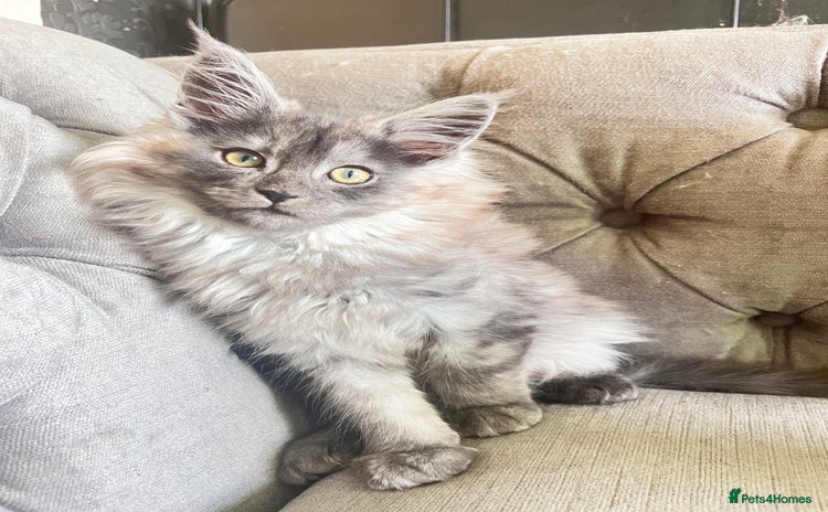 Maine Coon cats - Advert 16