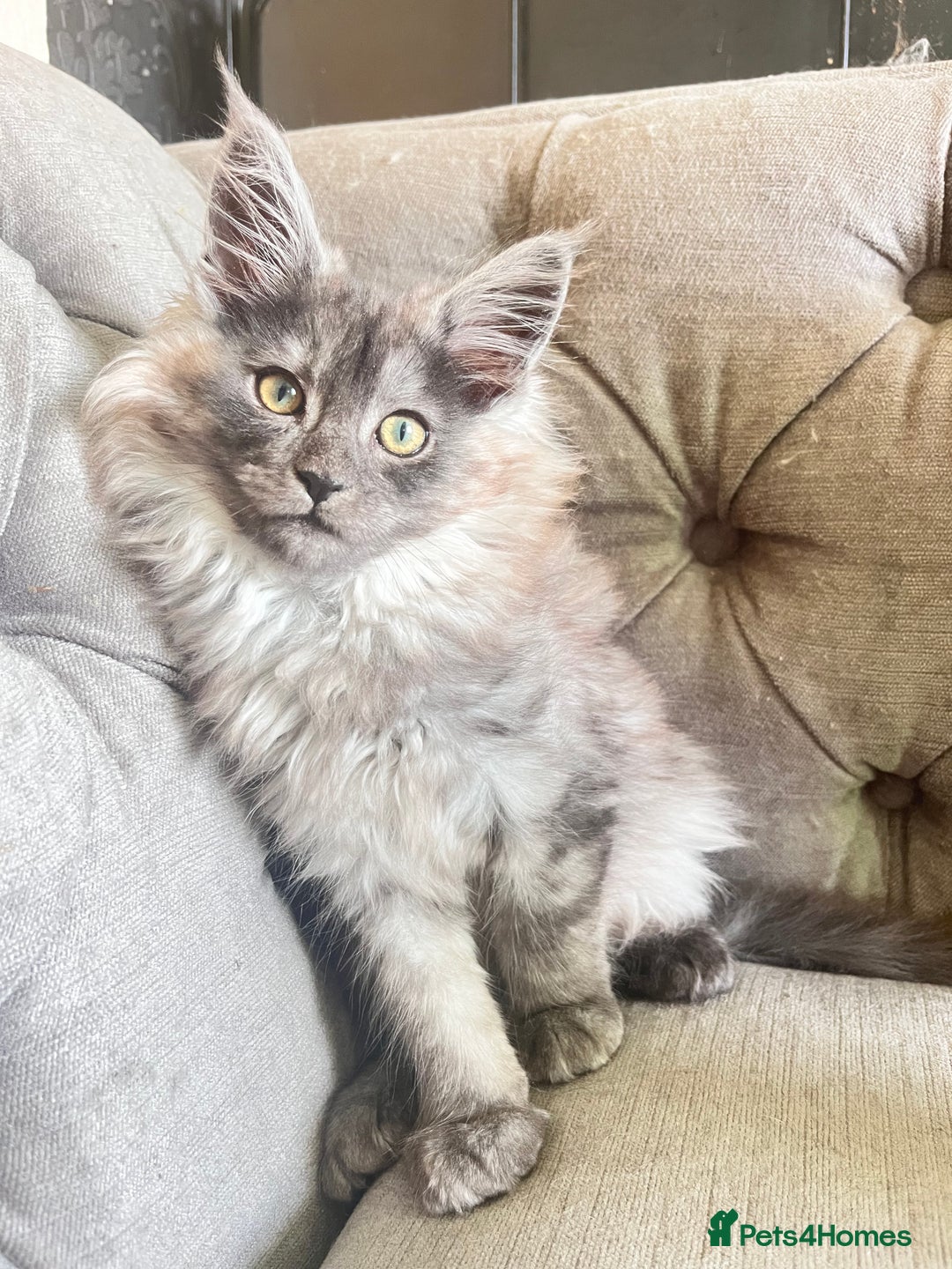 Maine Coon cats for sale: LRC MCS - ONE BLACK SMOKE FEMALE AVAILABLE - Image 1
