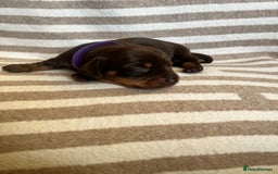 Miniature Dachshund dogs for sale: Beautiful Miniature dachshunds🐶🤎 - Advert 16