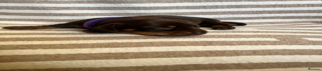 Miniature Dachshund Puppy 6