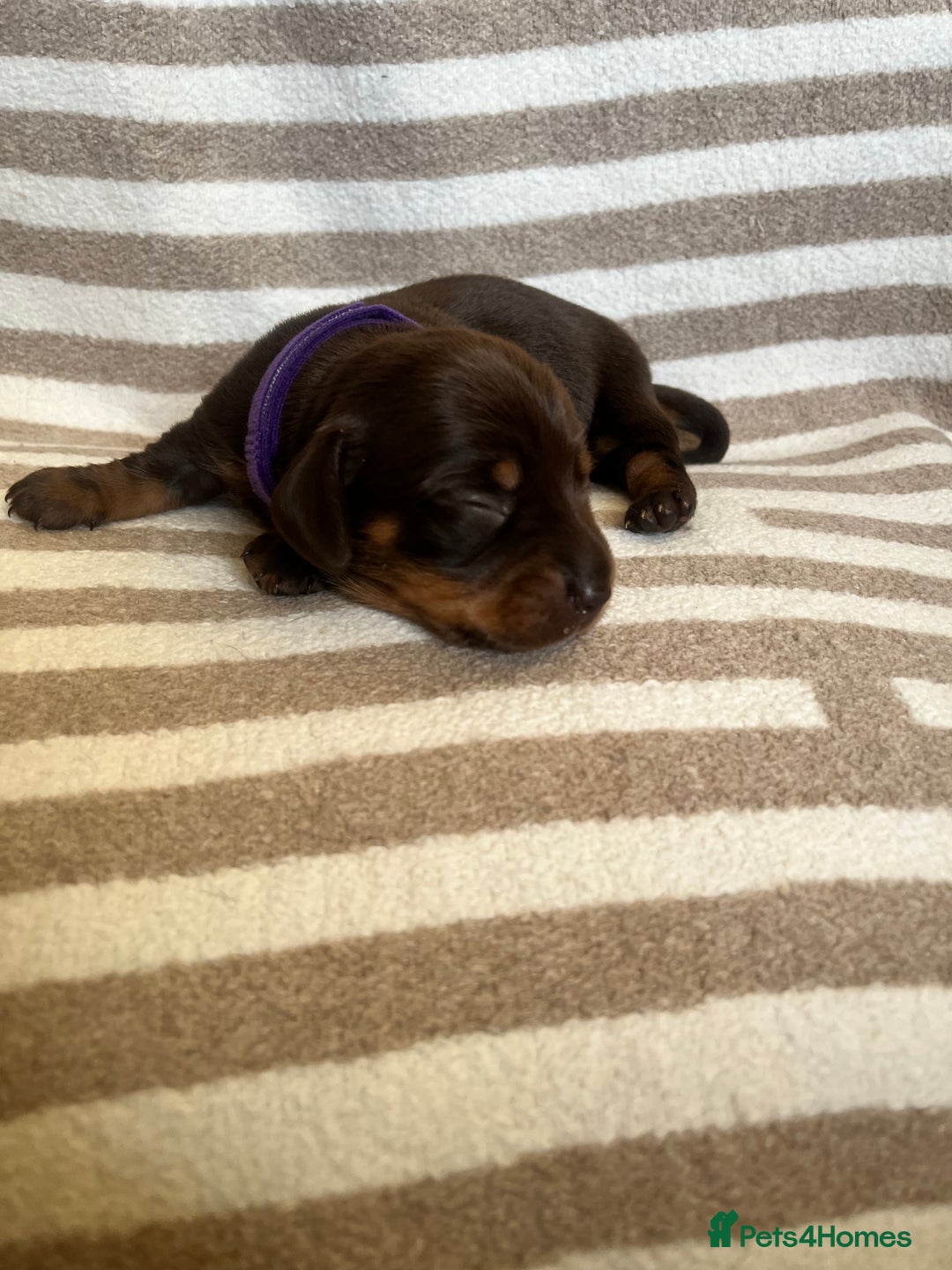 Miniature Dachshund dogs for sale: Beautiful Miniature dachshunds🐶🤎 - Advert 16