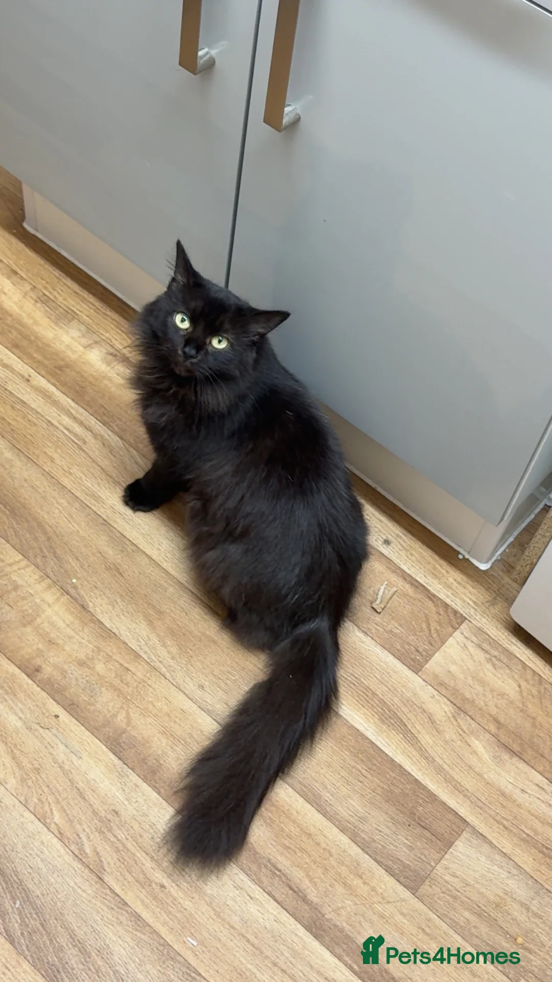 Mixed Breed cats for sale: Beloved family cat  - Advert 7