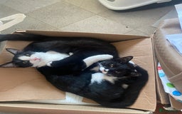 Mixed Breed cats for sale: 2 bonded males needs a home asap - Image 23