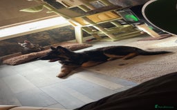 German Shepherd dogs for sale: German shepherd  - Image 2