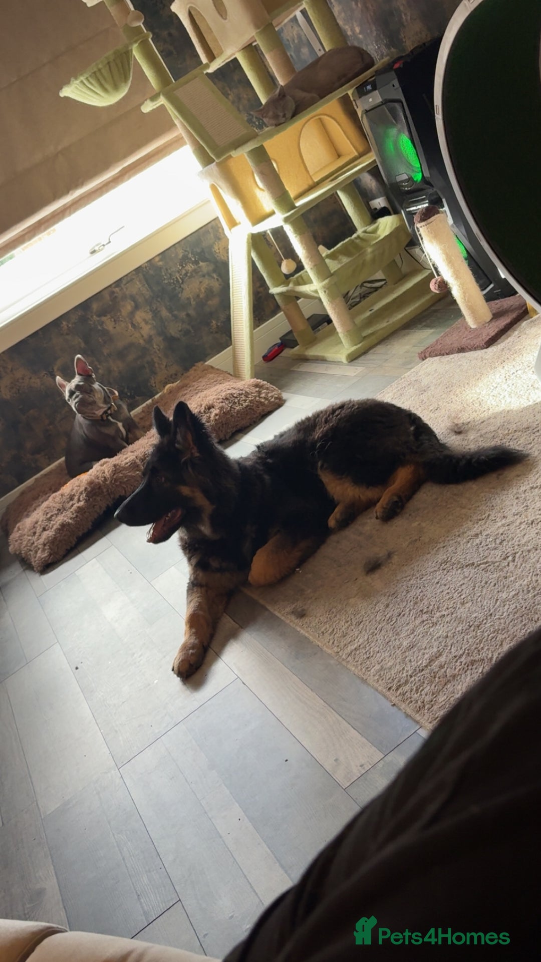 German Shepherd dogs for sale: German shepherd  - Image 2