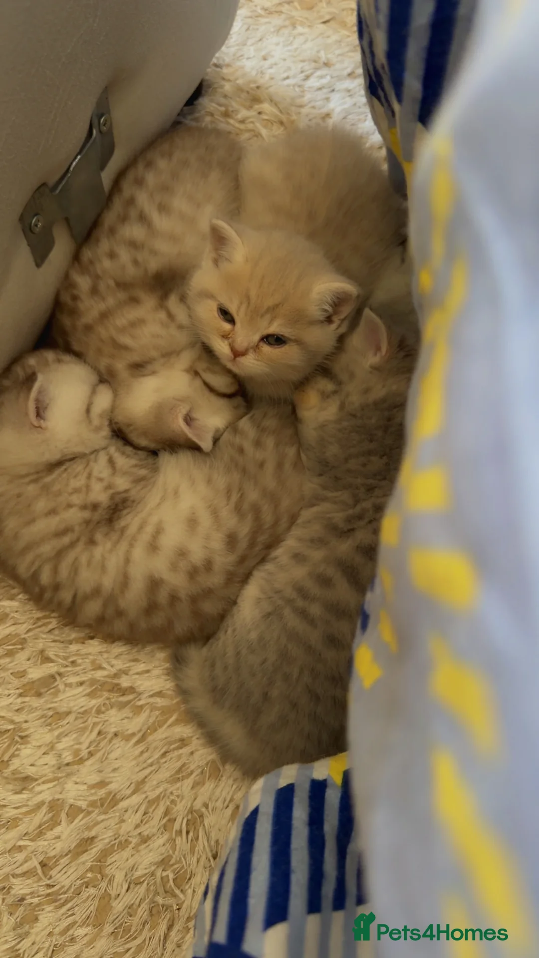 British Shorthair cats for sale: Beautiful British shorthair  - Advert 5