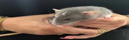 Rat rodents for sale: Beautiful Dumbo rats 3 girls and 6 boys available  - Advert 7