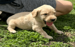 Labradoodle dogs for sale: Gorgeous F1b Labradoodle Puppies for loving homes. - Image 9