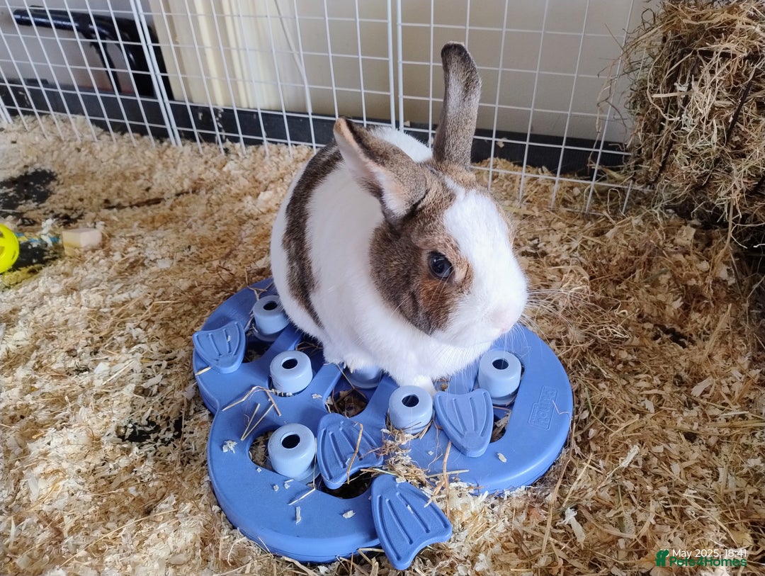 English rabbits for sale: Bonded MF bunnies - Image 2