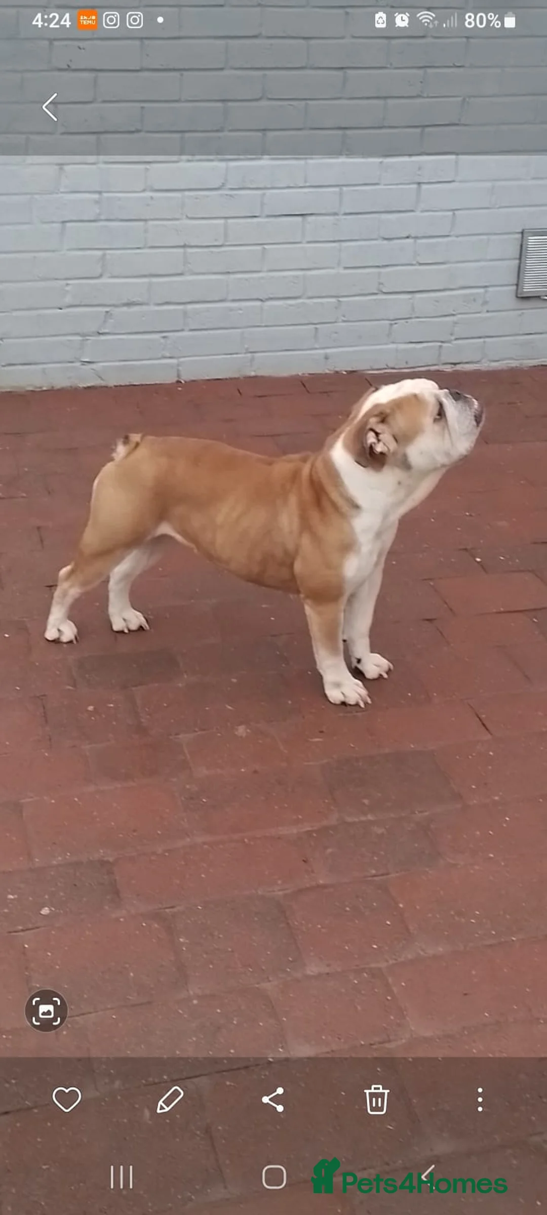 English Bulldog dogs for sale: Needing to rehome peggy - Advert 2