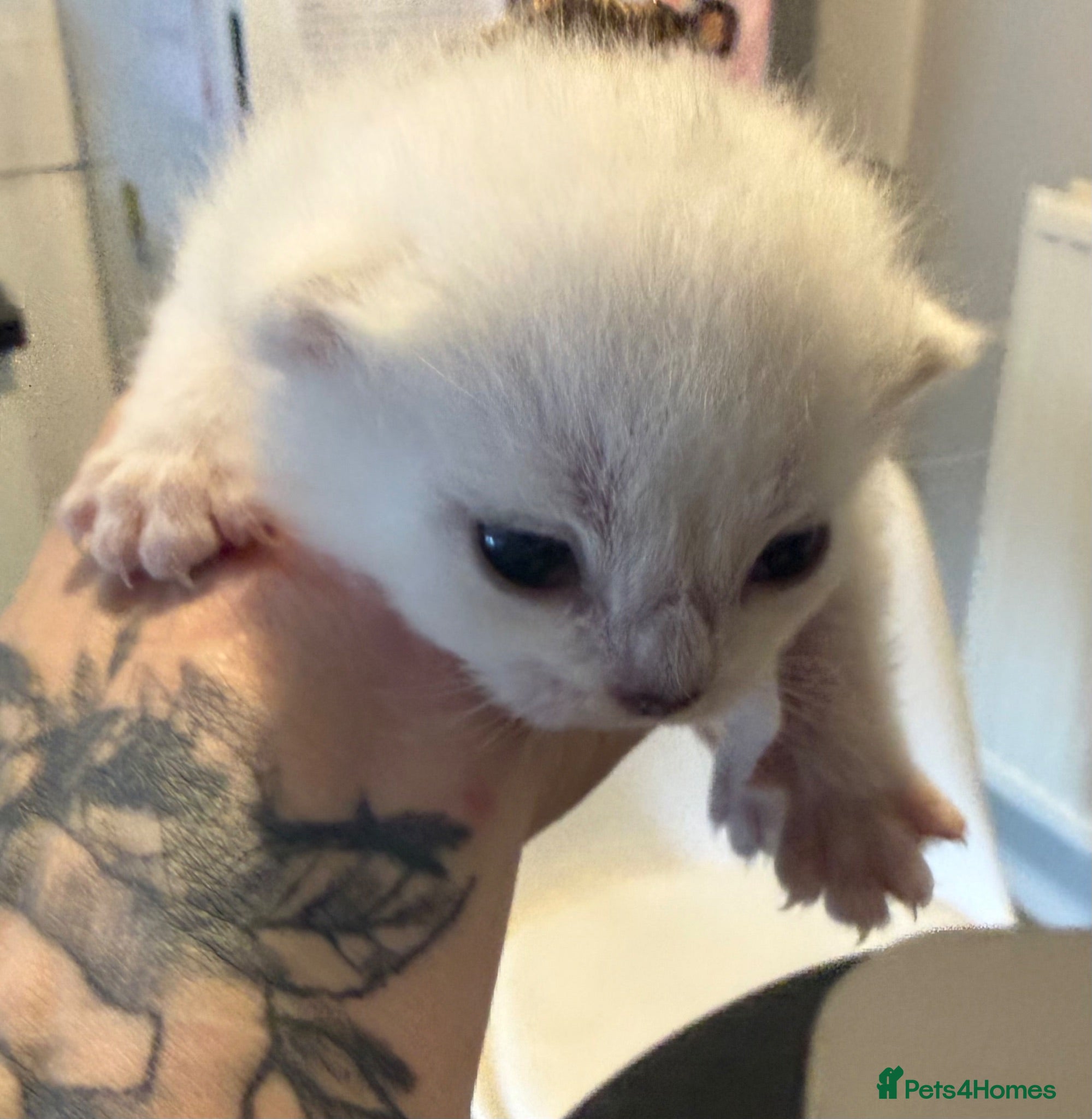 British Shorthair cats GCCF British Shorthair Silver/Black Tipped kittens - Advert 2