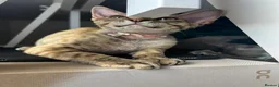 Devon Rex cats for sale: Our beautiful Devon Rex kittens are ready to move  - Advert 11