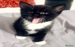 Mixed Breed cats for sale: Delightful mix-breed Siamese-black tabby-kittens - Image 26