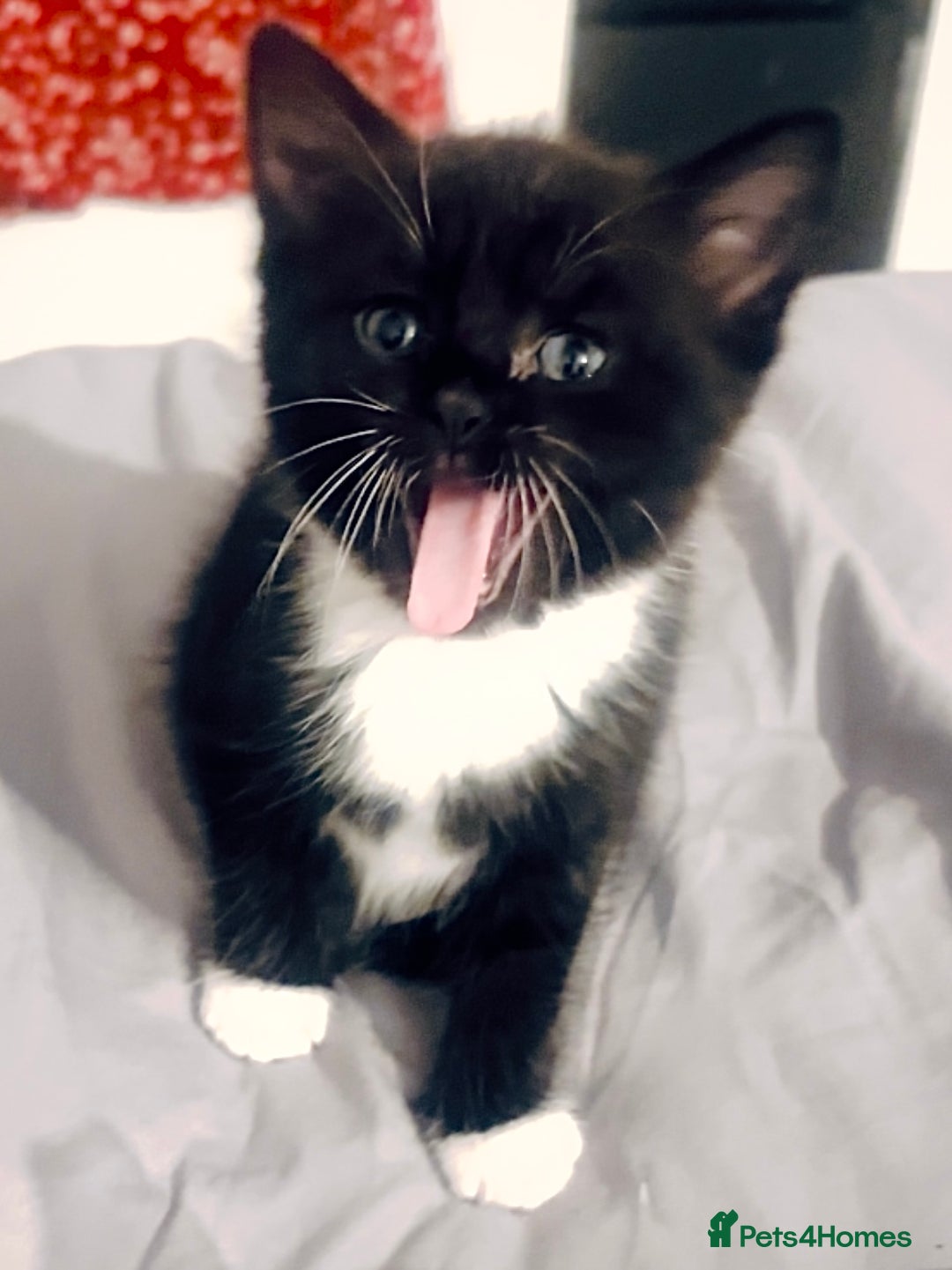 Mixed Breed cats for sale: Delightful mix-breed Siamese-black tabby-kittens - Image 26
