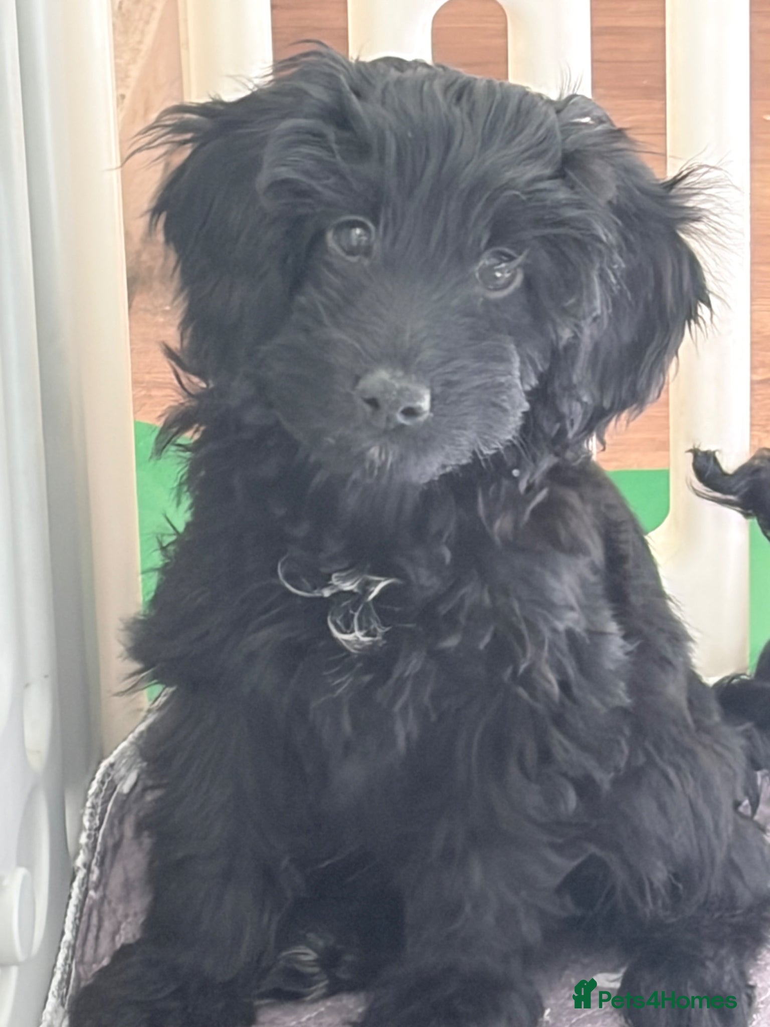 Cockapoo dogs READY TO LEAVE - 12 Week Old Male Cockapoo Puppy  - Advert 1